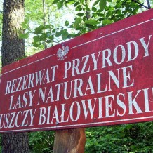 Lasy Naturalne Puszczy Białowies