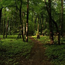 Las Ruda-Popioły w Łodzi