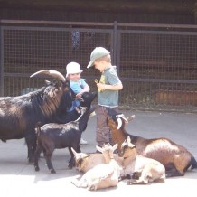Dzieciniec zwierzęcy, w którym dzieci mają bezpośredni kontakt ze zwierzętami