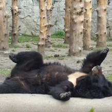 Niedźwiedz z wrocławskiego ZOO