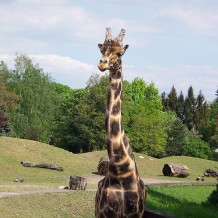 Żyrafa z wrocławskiego ZOO
