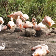 flamingi Nowe Zoo Poznań