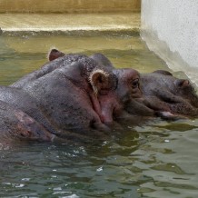 Hipopotam w warszawskim ZOO