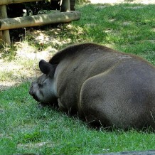 Tapir w Krakowskim ZOO