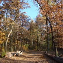 Las Zwierzyniecki w Tarnobrzegu