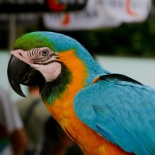 Papugarnia Rio Gorzów Wielkopolski 