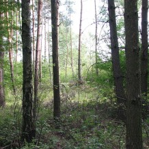 Lasy Panewnickie