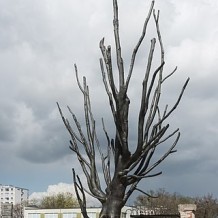 Pomnik Drzewa Pawiackiego