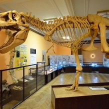 Muzeum Ewolucji Instytutu Paleobiologii PAN