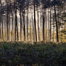 Zespół przyrodniczo-krajobrazowy „Las Golczewski”