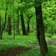 Park Zielona w Dąbrowie Górniczej