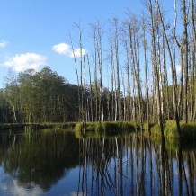 Rezerwat przyrody Kopiec Kościuszki