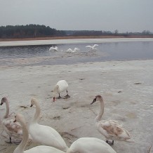 Rezerwat przyrody Jezioro Liwieniec