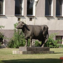 Pomnik krowy w Starym Polu