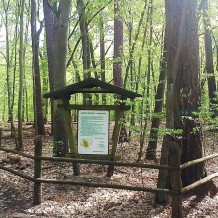 Las Mieszany w Nadleśnictwie Łopuchówko