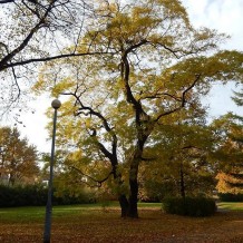 Perełkowiec japoński w parku