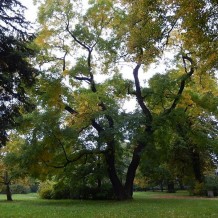 Perełkowiec japoński w parku.