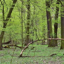Grąd niski w rezerwacie przyrody Las Bielański w Warszawie
